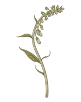 illustration de fleur botanique png