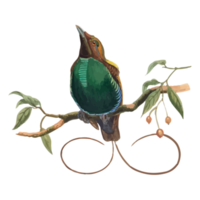 Exotic Bird Illustration png