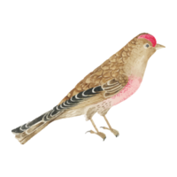 exotische vogelillustration png