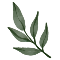 Flower and Leaf Illustration png