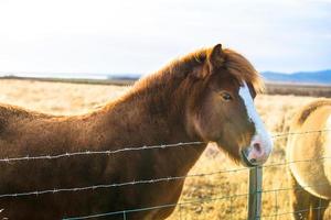 caballo islandés vive en una granja foto