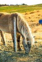 Icelandic horse live in farm photo