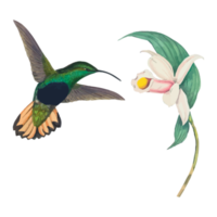 exotische vogelillustration png