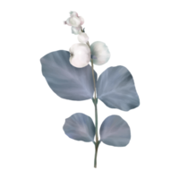 illustration de fleur botanique png