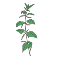 illustration de fleur botanique png