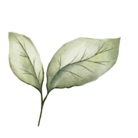 blomma och blad illustration png