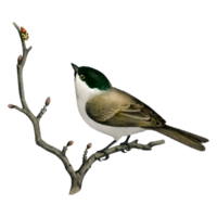 exotische vogelillustration png