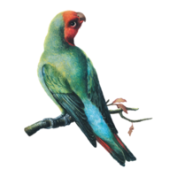 exotische vogelillustration png