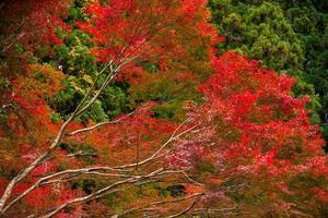 escena pintoresca de otoño en japón foto