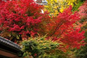 escena pintoresca de otoño en japón foto