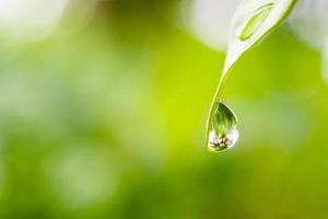 rain water drop on green leaf closeup natural background photo