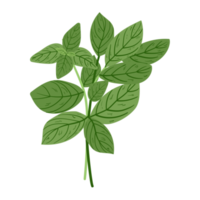 illustration de fleur botanique png