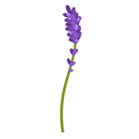 Flower and Leaf Illustration png