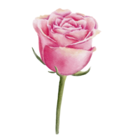 ilustração de flores e folhas png