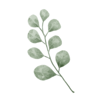 Flower and Leaf Illustration png