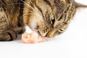 gato atigrado comiendo carne de pollo cruda sobre fondo blanco foto