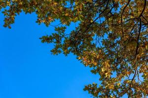 green oak trees in early autumn on blue sky background close-up photo