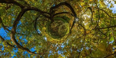 hyperbolic little planet projection of spherical panorama under yellow oak at sunny autumn day in park with blue sky and clouds. photo