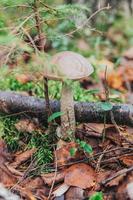 Edible small mushroom with brown cap Penny Bun leccinum in moss autumn forest background. Fungus in the natural environment. Big mushroom macro close up. Inspirational natural summer fall landscape photo
