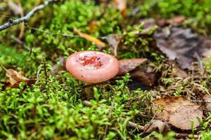 Edible small mushroom Russula with red russet cap in moss autumn forest background. Fungus in the natural environment. Big mushroom macro close up. Inspirational natural summer or fall landscape. photo