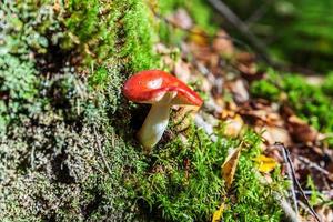 russula de hongo pequeño comestible con gorra roja rojiza en el fondo del bosque otoñal de musgo. hongos en el medio natural. macro de hongo grande de cerca. inspirador paisaje natural de verano o otoño. foto