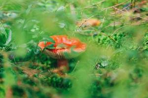 Edible small mushroom Russula with red russet cap in moss autumn forest background. Fungus in the natural environment. Big mushroom macro close up. Inspirational natural summer or fall landscape. photo