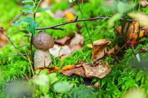 Edible small mushroom with brown cap Penny Bun leccinum in moss autumn forest background. Fungus in the natural environment. Big mushroom macro close up. Inspirational natural summer fall landscape photo