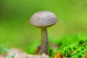 Edible small mushroom with brown cap Penny Bun leccinum in moss autumn forest background. Fungus in the natural environment. Big mushroom macro close up. Inspirational natural summer fall landscape photo