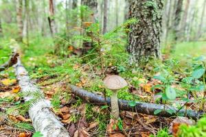 Edible small mushroom with brown cap Penny Bun leccinum in moss autumn forest background. Fungus in the natural environment. Big mushroom macro close up. Inspirational natural summer fall landscape photo