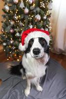 Funny cute puppy dog border collie wearing Christmas costume red Santa Claus hat near Christmas tree at home indoor. Preparation for holiday. Happy Merry Christmas concept. photo