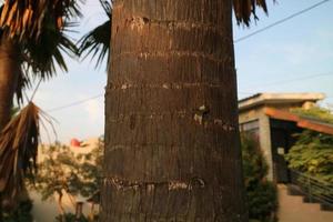 brown rough textured palm trunk photo