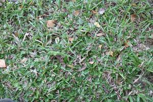 green elephant grass in a park photo