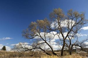 un gran árbol viejo, contra el cielo azul. foto