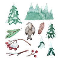 conjunto de ilustraciones en acuarela de elementos del bosque. aves, conos, pinos, abetos y ramas de serbal. juego de invierno para álbumes de recortes, postales o pegatinas png