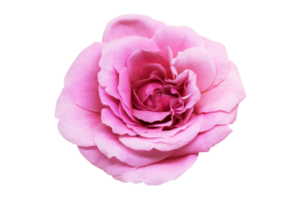 Pink rose flower isolated with clipping path. png