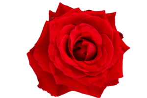 Red rose isolated with path. png