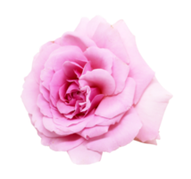 Pink rose isolated with path. png