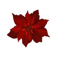 Hand Drawn Watercolor Christmas Poinsettia flower. Christmas star flower vector