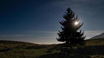pino en un prado de montaña con el sol foto