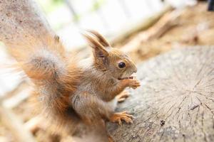 adult squirrel eats nuts and other food from human hands photo