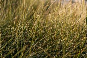 Long thin green swamp grass with morning dew. Close-up with selective focus and blur. photo