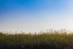 campo de hierba alta salvaje de la mañana con fondo de cielo azul claro, enfoque selectivo foto