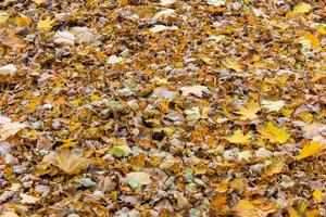 fallen autumn maple leaves on the ground full-frame background at cloudy day photo