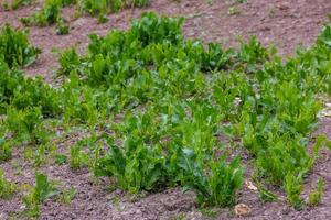 rumex confertus, acedera de caballo, primer plano del día de verano foto