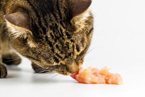 gato atigrado comiendo carne de pollo cruda sobre fondo blanco foto