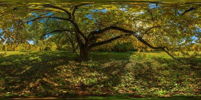 360 by 180 degree spherical panorama under yellow oak at sunny autumn day in park with blue sky and clouds. photo