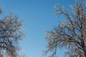 snow covered bare foliar tree branches on clear blue sky background with direct sunlight photo