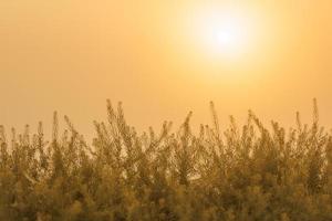 sol naciente en un claro cielo degradado dorado con hierba verde en un primer plano borroso foto