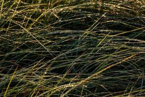 Long thin green swamp grass with morning dew. Close-up with selective focus and blur. photo