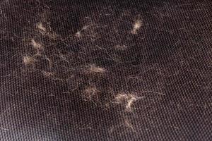 superficie de la silla de oficina de malla de aire negro contaminado con pelo de gato - vista de primer plano foto